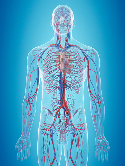 "Human cardiovascular system