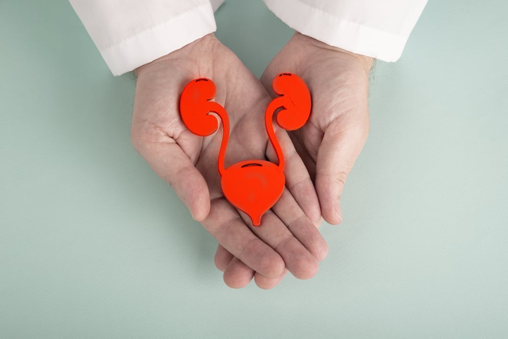 The urinary system in doctor palm hand on blue background